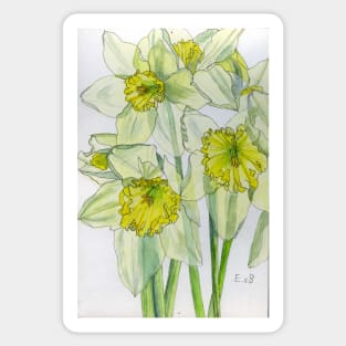 Daffodils watercolour painting Sticker